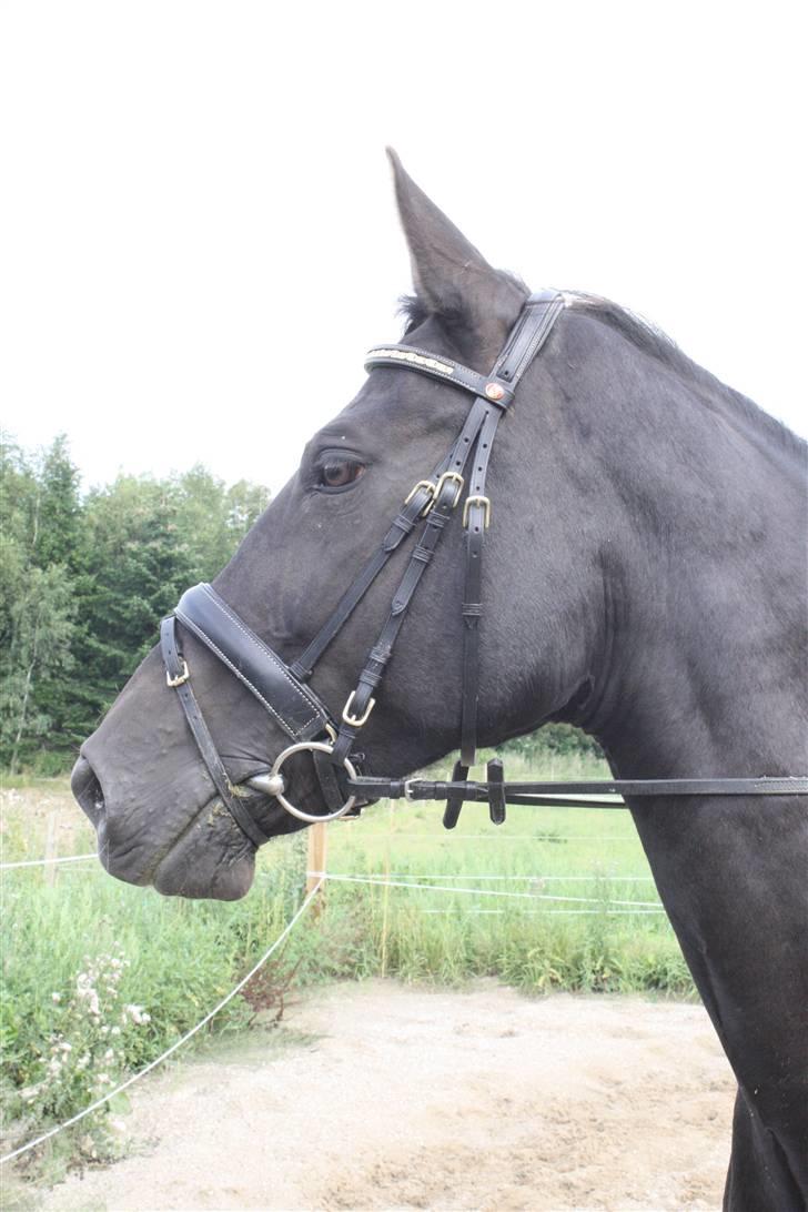 Oldenborg Dea gammel part.  - Dea <3 I LOVE YOU billede 8