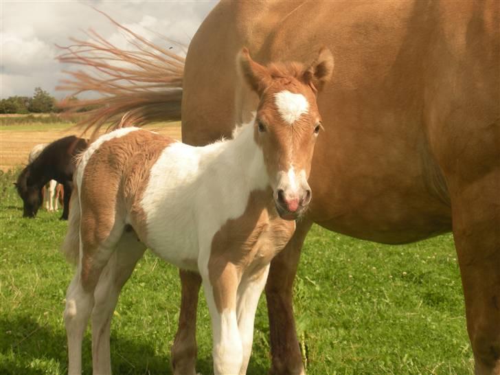 Anden særlig race Scirocco - D. 12. august 2009  billede 3