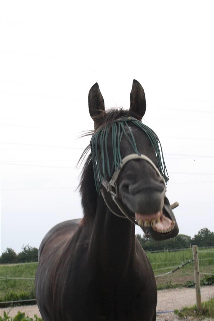 Oldenborg Dea gammel part.  - Putten gaber <3 billede 9