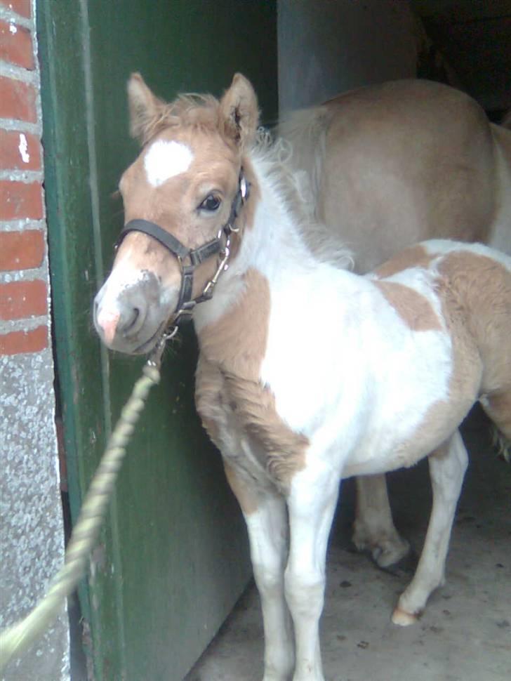 Anden særlig race Scirocco - Sidst i september 2009  billede 4