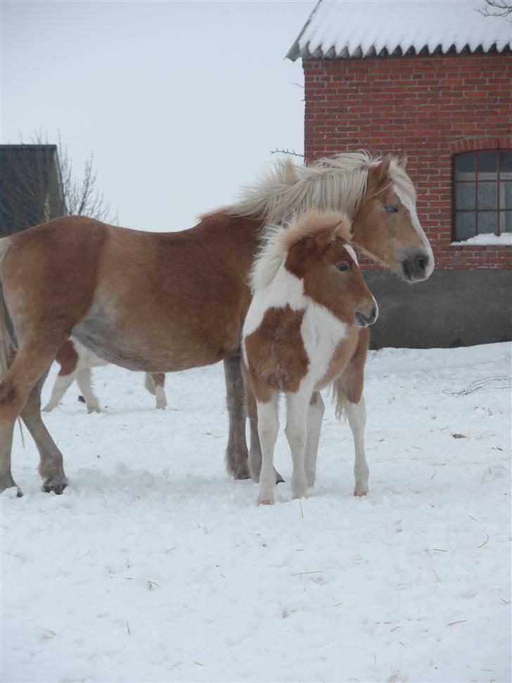 Anden særlig race Scirocco - D. 6. februar 2010 billede 5