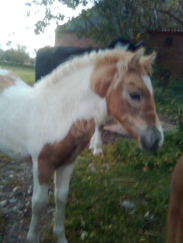 Anden særlig race Scirocco - D. 1. oktober 2009 billede 6