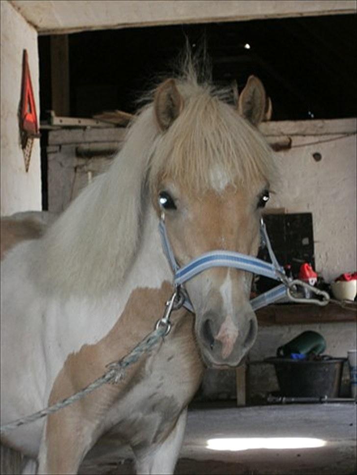 Anden særlig race Scirocco - Juli 2010 billede 7