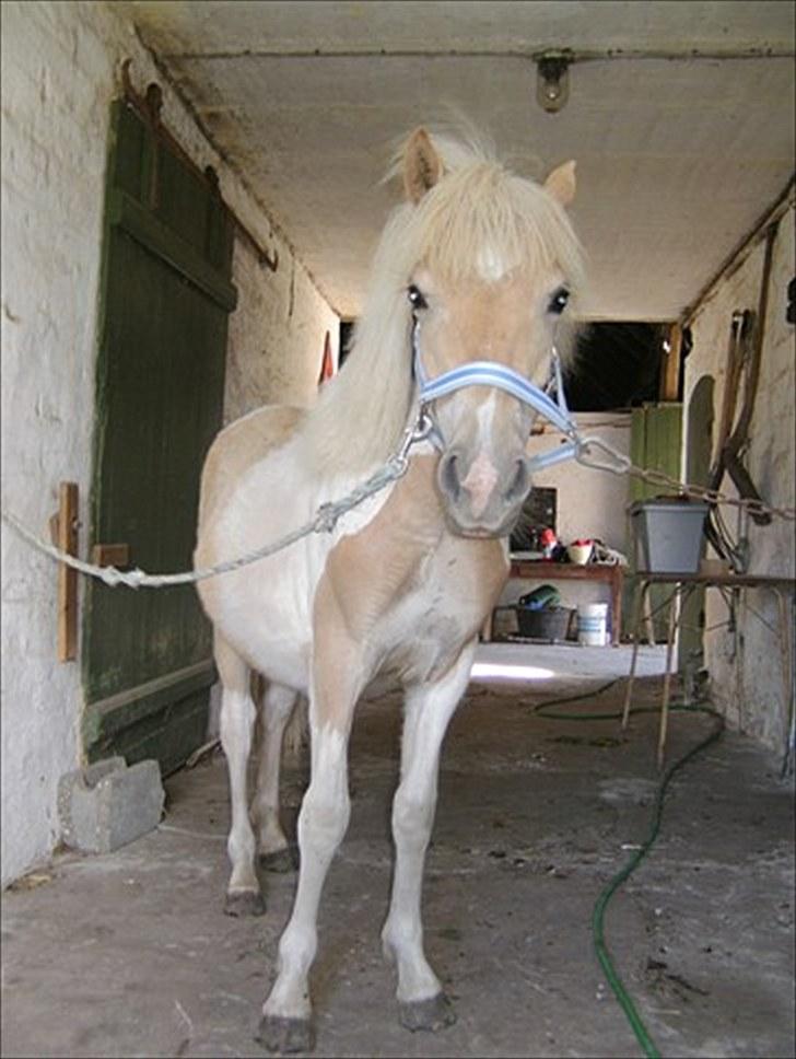 Anden særlig race Scirocco - Juli 2010 billede 8