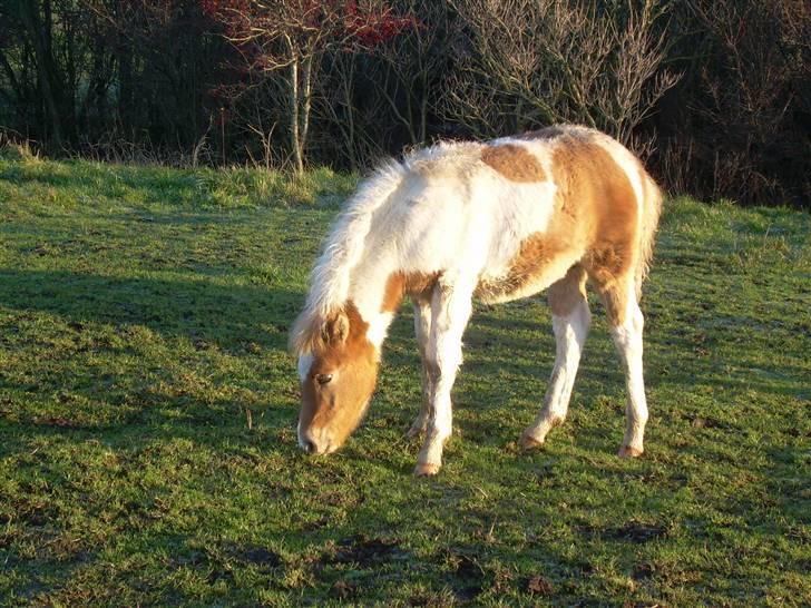 Anden særlig race Scirocco - D. 1. december 2009 billede 9