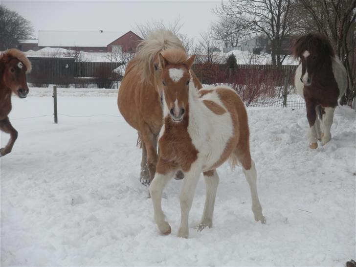 Anden særlig race Scirocco - D. 6. februar 2010 billede 10