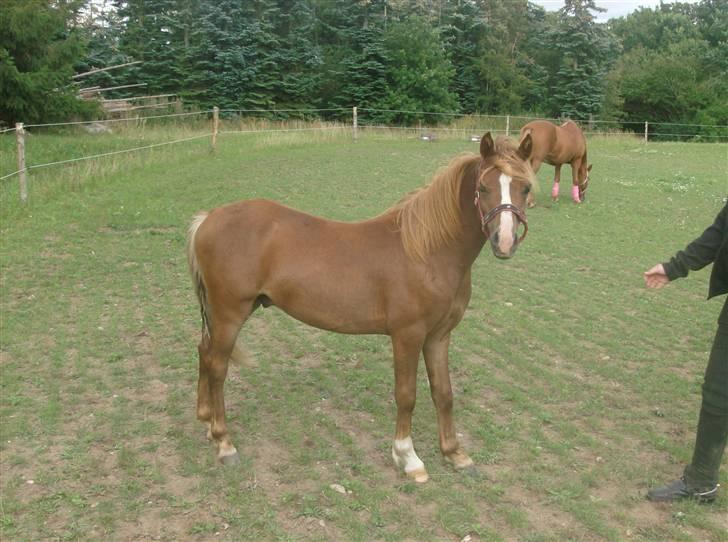 Anden særlig race Chili Solgt billede 19