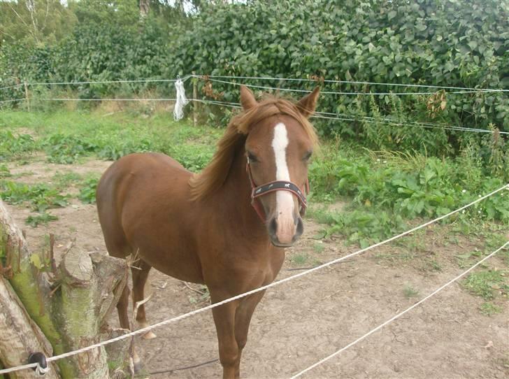 Anden særlig race Chili Solgt billede 20