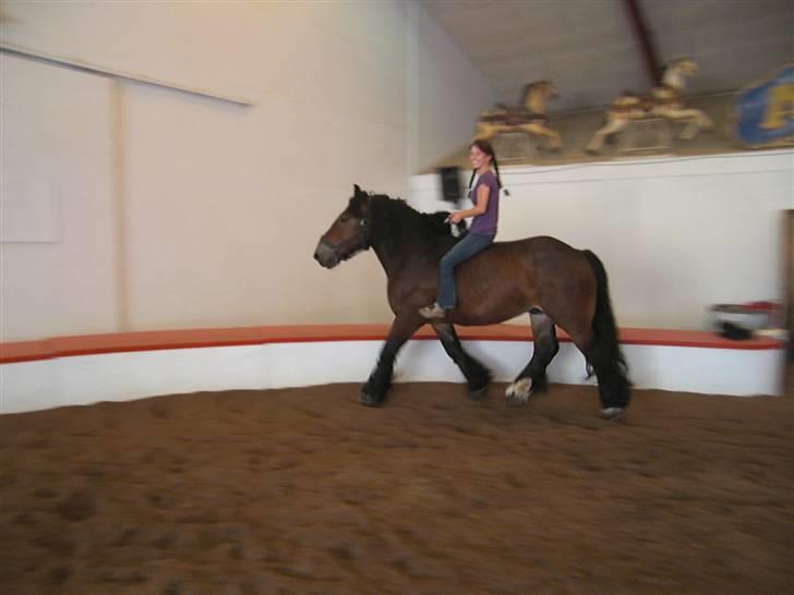 Belgier Bormosen´s Rollo (Hercules)  *SOLGT*  :´( billede 8