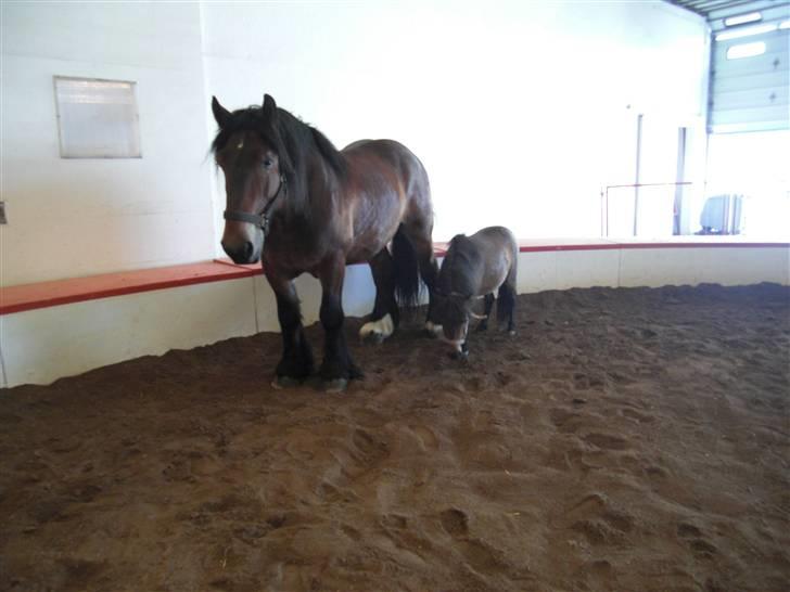 Belgier Bormosen´s Rollo (Hercules)  *SOLGT*  :´( billede 10