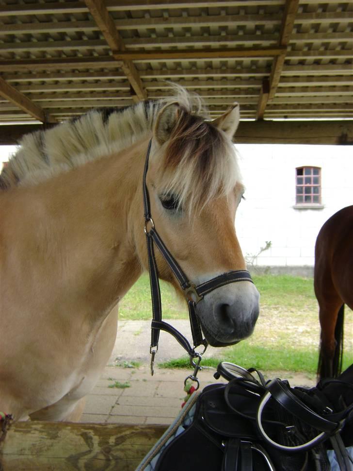 Fjordhest Ebbetorns Fjuri |SOLGT| billede 1