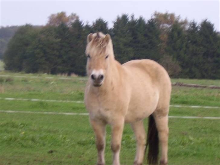 Fjordhest Ebbetorns Fjuri |SOLGT| billede 2