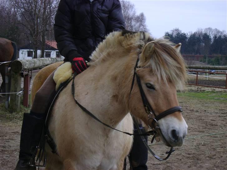 Fjordhest Ebbetorns Fjuri |SOLGT| billede 3