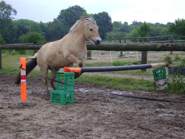 Fjordhest Ebbetorns Fjuri |SOLGT| billede 4