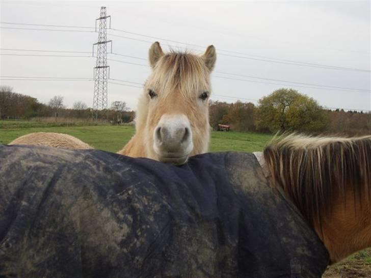 Fjordhest Ebbetorns Fjuri |SOLGT| billede 6