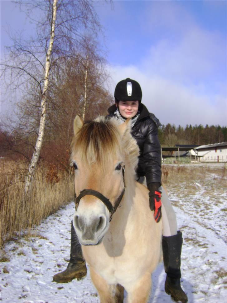 Fjordhest Ebbetorns Fjuri |SOLGT| billede 7