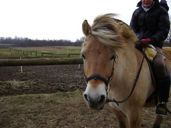 Fjordhest Ebbetorns Fjuri |SOLGT| billede 8