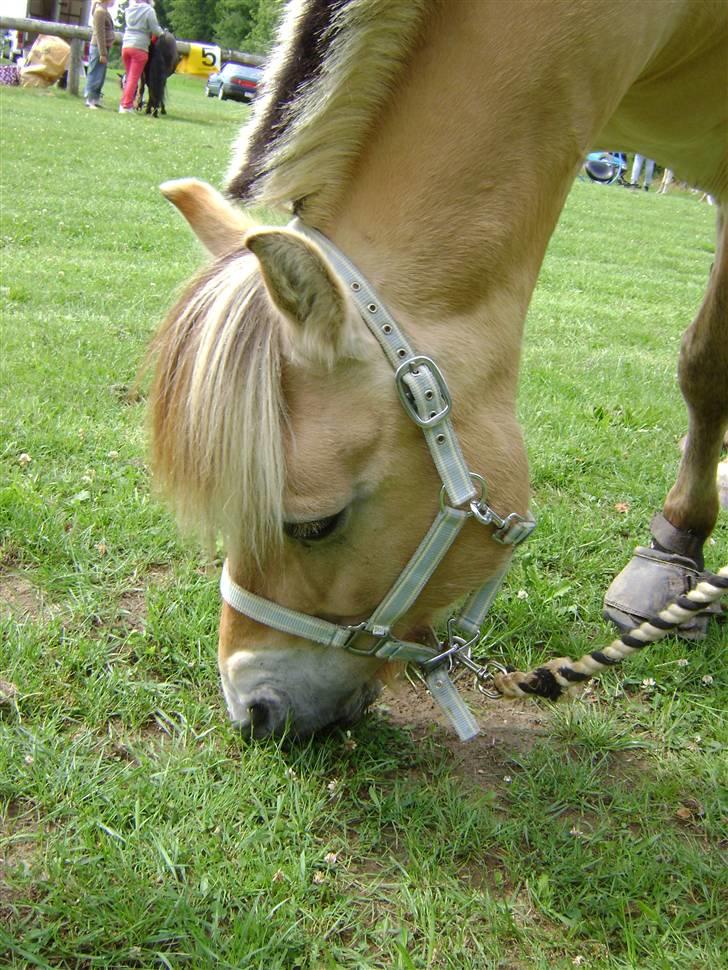 Fjordhest Ebbetorns Fjuri |SOLGT| billede 9