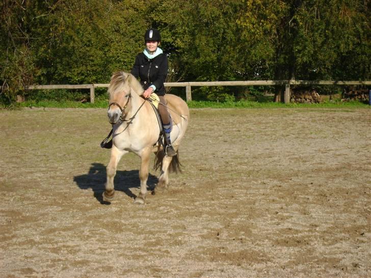 Fjordhest Ebbetorns Fjuri |SOLGT| billede 10