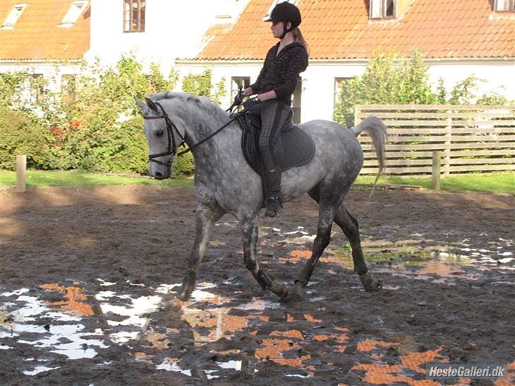 Anden særlig race Aladin *tidl lånepony. - dressur træning :b  billede 1