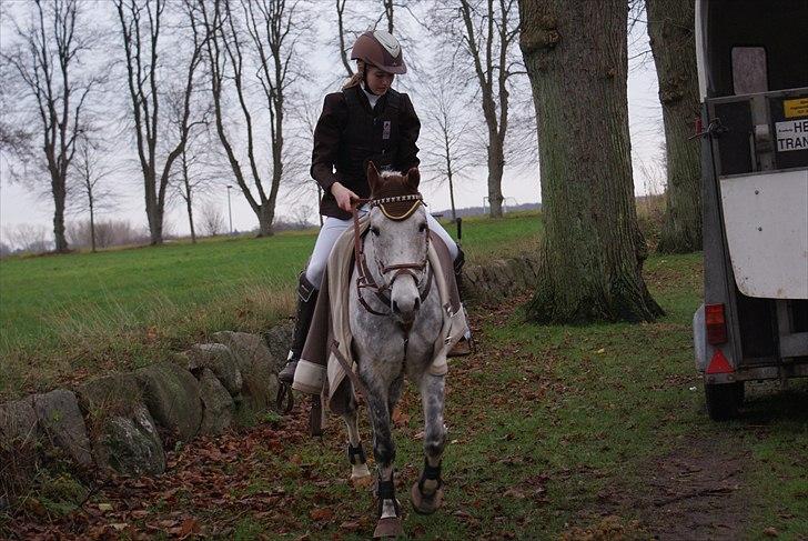 Anden særlig race Aladin *tidl lånepony. - til stævne i Dalum (-;  billede 2