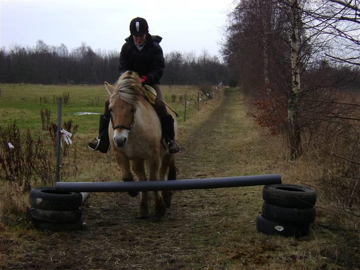 Fjordhest Ebbetorns Fjuri |SOLGT| billede 11