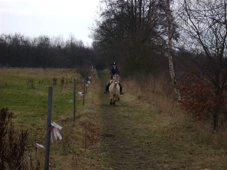 Fjordhest Ebbetorns Fjuri |SOLGT| billede 12