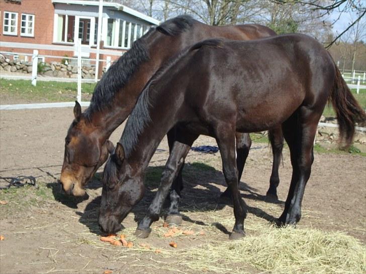 Dansk Varmblod Bjeregårdens Olympia - Deler guller med Mor <3 billede 7