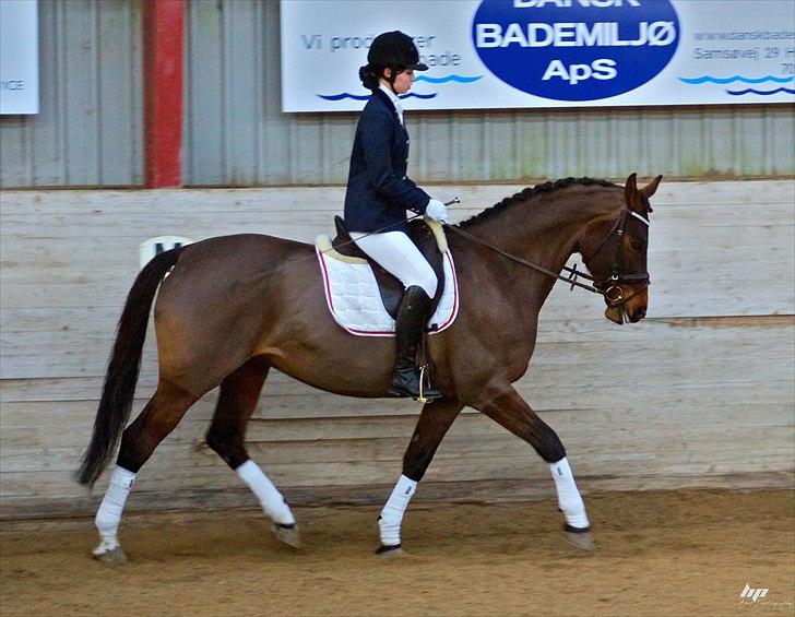 Dansk Varmblod Faster - Stævne i Åstrup Foto: www.heapphotography.com billede 6