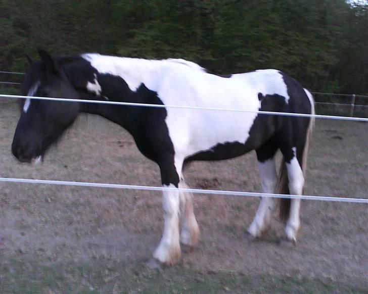 Anden særlig race Zelia   - Velkommen til Zelia´s profil læg en kommentar og en bedømmelse. billede 1