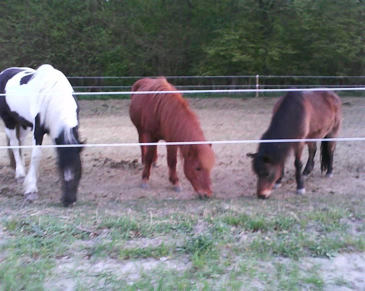 Anden særlig race Zelia   - Zelia på fold med de andre heste. billede 2