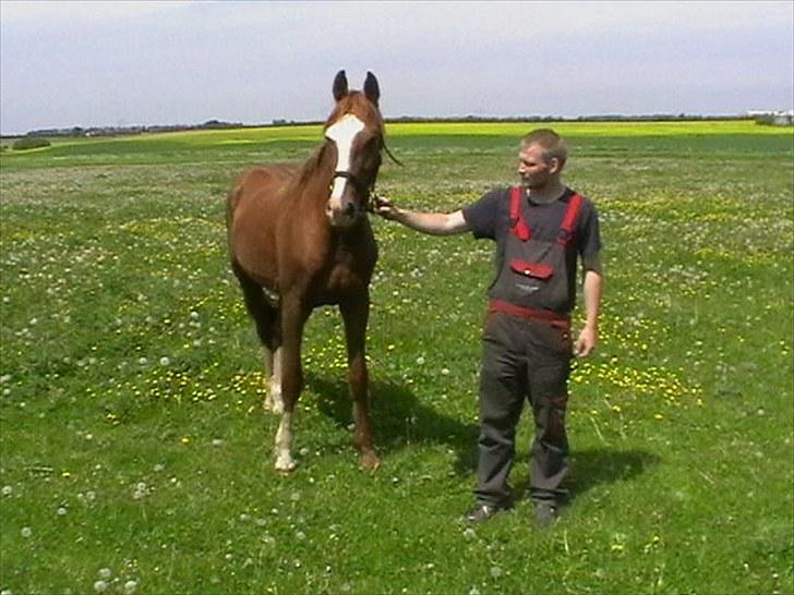 Hollandsk Varmblod CALDOS billede 1