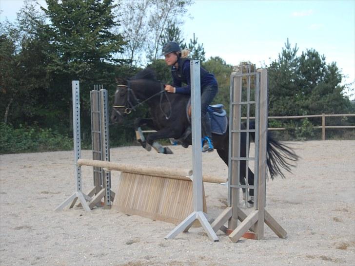 New Forest Larienas Dixie SOLGT :( - til CHS billede 17