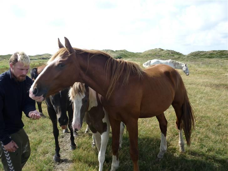 Hollandsk Varmblod CALDOS billede 2
