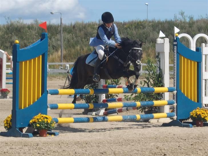 New Forest Larienas Dixie SOLGT :( - I Hillerød LA** billede 19