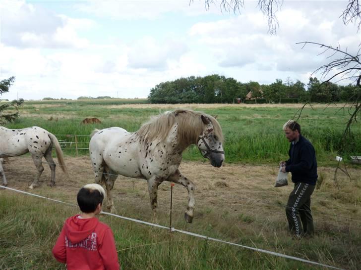 Knabstrupper Nico DØD R.I.P billede 1