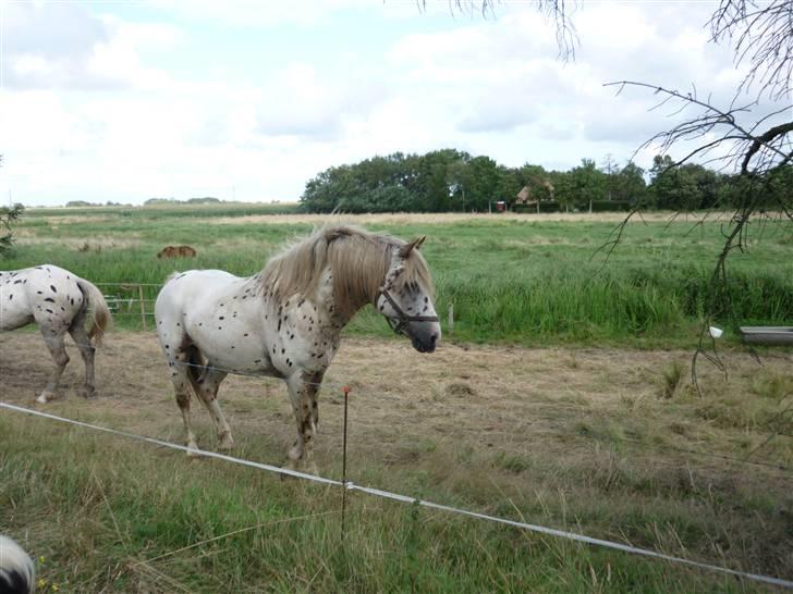 Knabstrupper Nico DØD R.I.P billede 2