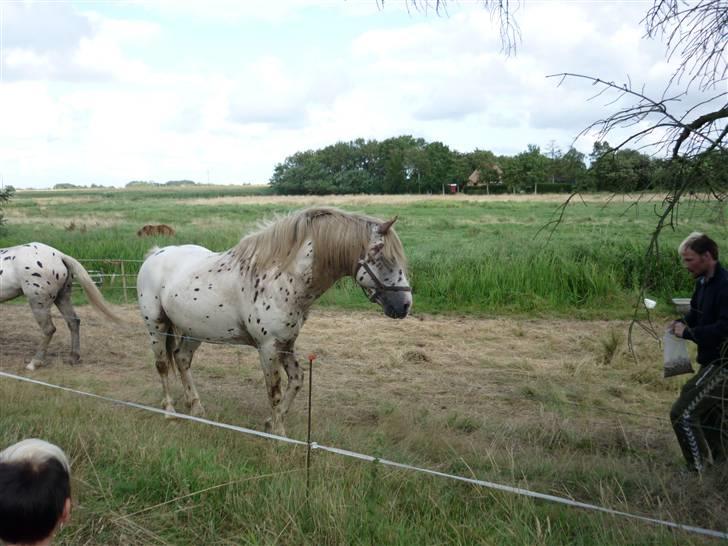 Knabstrupper Nico DØD R.I.P billede 3
