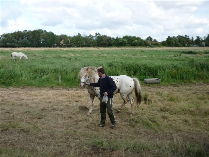 Knabstrupper Nico DØD R.I.P billede 4