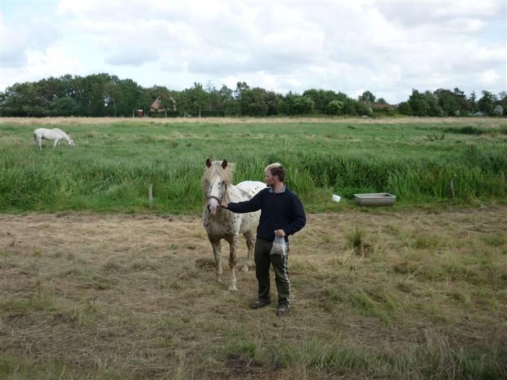 Knabstrupper Nico DØD R.I.P billede 5