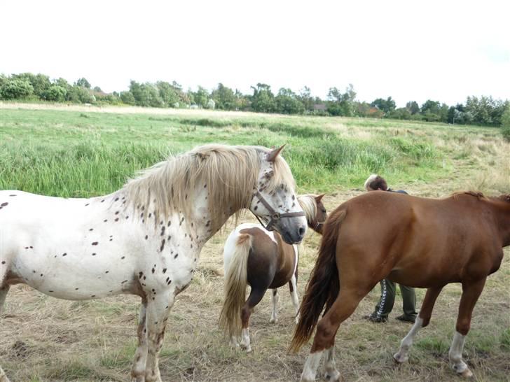 Knabstrupper Nico DØD R.I.P billede 6