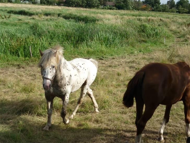 Knabstrupper Nico DØD R.I.P billede 7