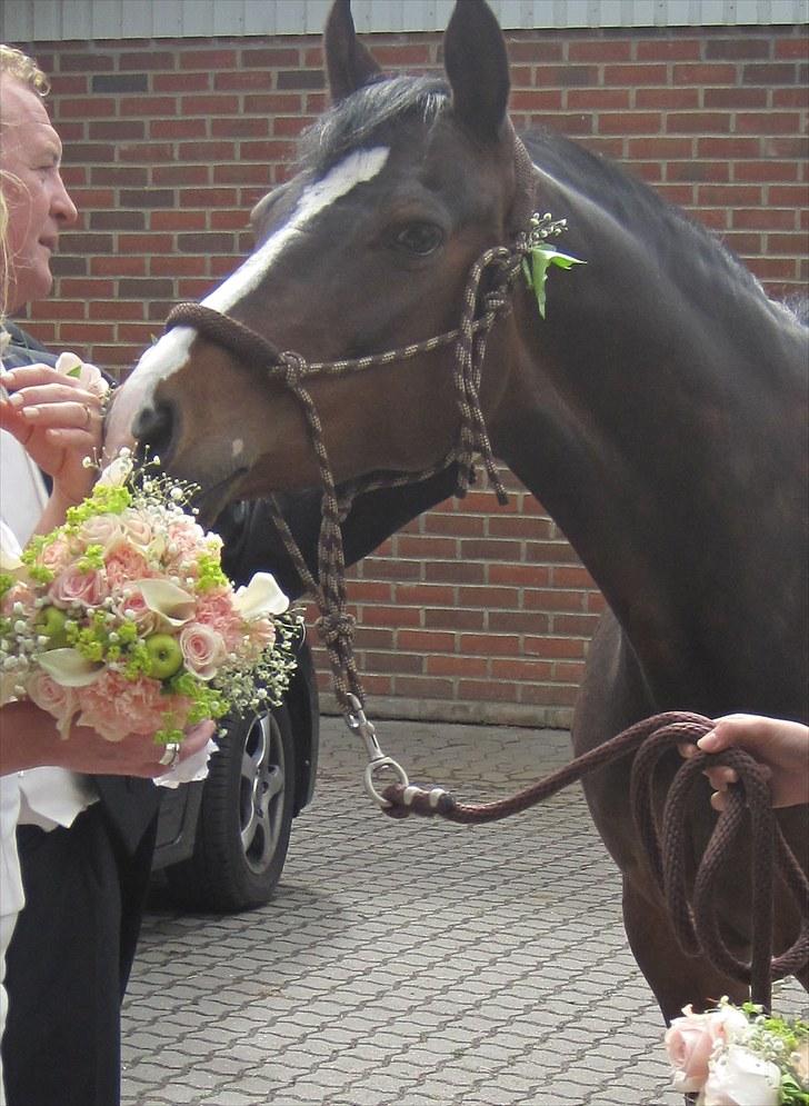 Tysk Sportspony Miss McGonagall - Lækker rose! billede 13