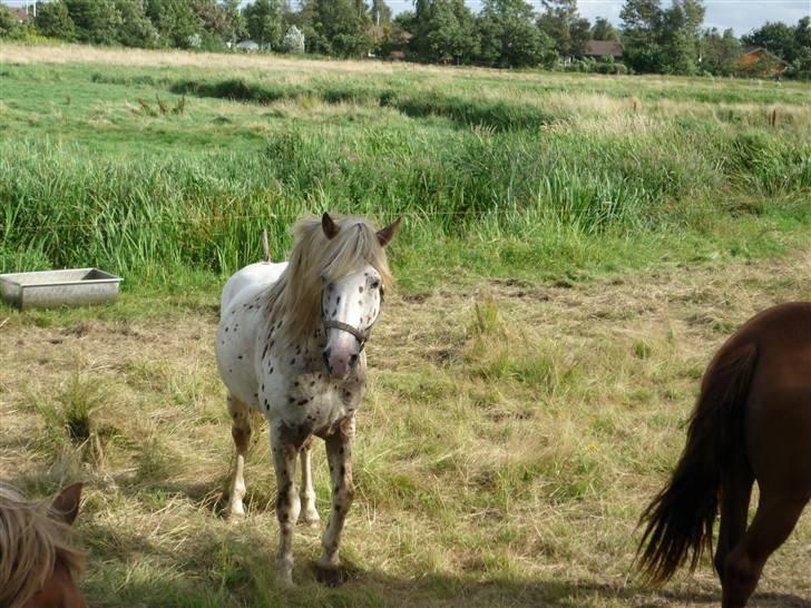 Knabstrupper Nico DØD R.I.P billede 8