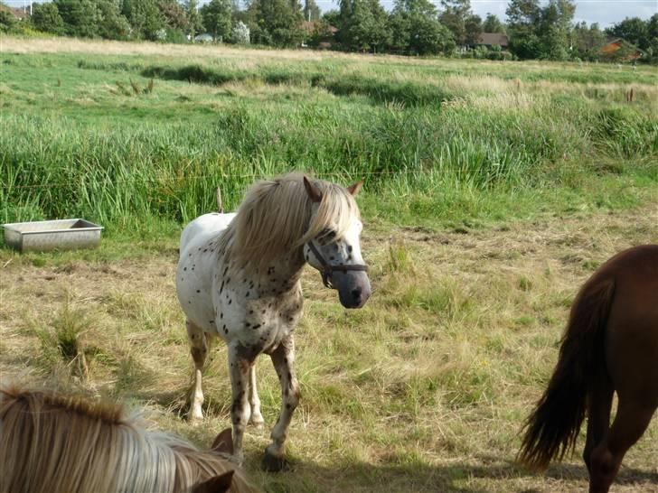 Knabstrupper Nico DØD R.I.P billede 9