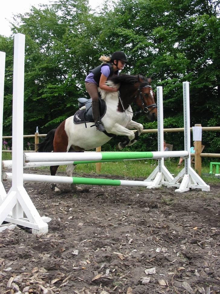 Pinto Hopla - mig og hopla springer LB der hjemme billede 1