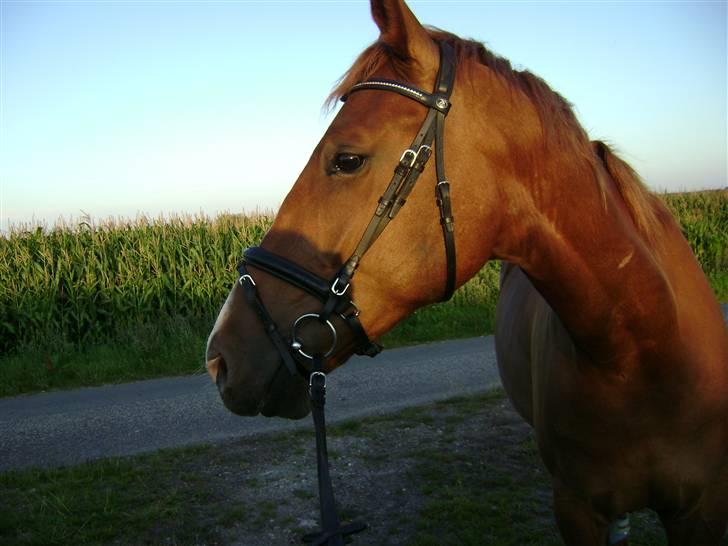 Dansk Varmblod Nørringsholms Play Red billede 17