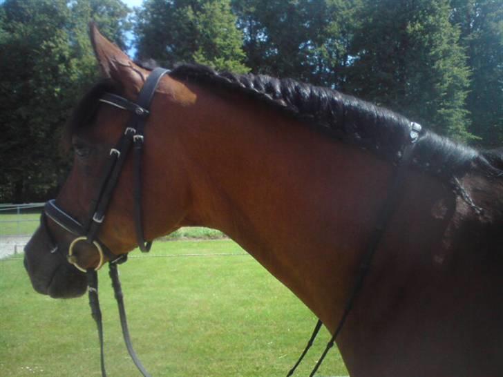 Arabisk fuldblod (OX) Pi OX *tidligere part* - En flot flettet man :o) billede 15