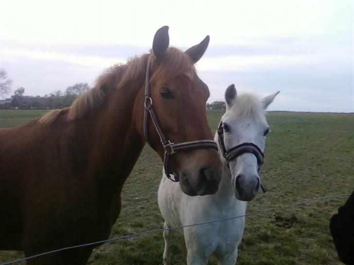 Tysk Sportspony Bacardi - Bacudde og Star på fold. Yndlings :)<3 billede 3