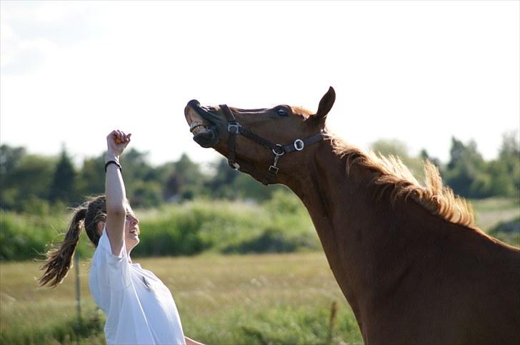Tysk Sportspony Bacardi - Give me a BIG smile baby! :P billede 4